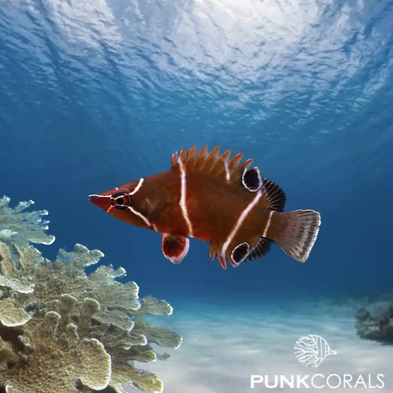 Wetmorella albofasciata Weißbinden-Höhlen-Lippfisch