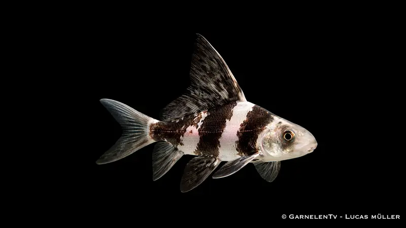 Wimpelkarpfen - Myxocyprinus asiaticus