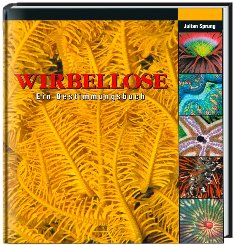 Wirbellose Meerwasser