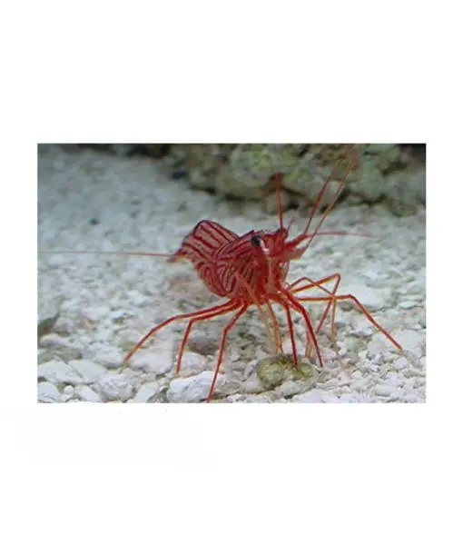 Wurdemanns Garnele (Lysmata wurdemanni) - Nachzucht