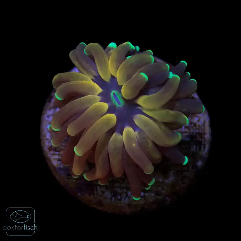 WYSIWYG Euphyllia glabrescens „Tiger Torch“