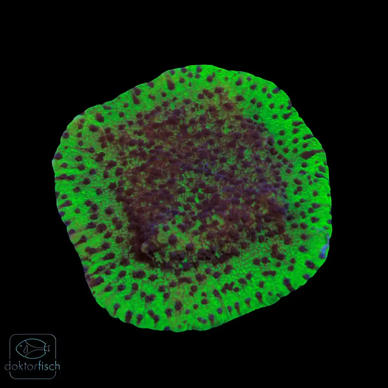 WYSIWYG Montipora „Blueberry Cheesecake“