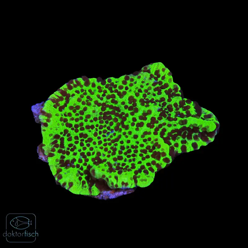 WYSIWYG Montipora „Blueberry Cheesecake“