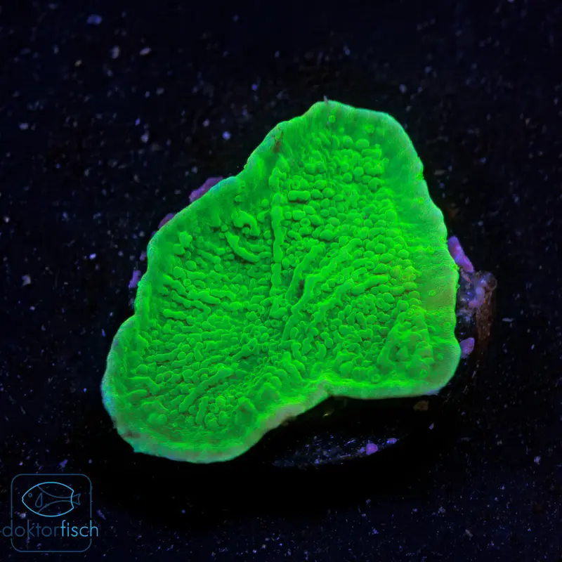 WYSIWYG Montipora foliosa Green