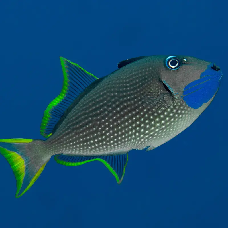 Xanthichthys auromarginatus - Blaukehldrückerfisch (Männchen)
