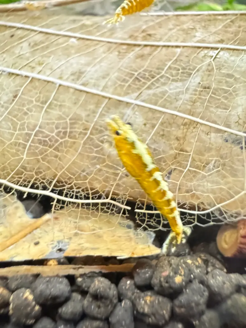 Yellow Galaxy Pinto Garnele (Fishbone-Stamm)
