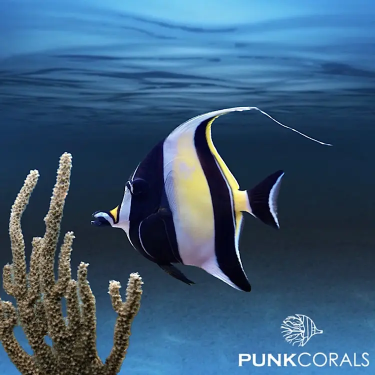 Zanclus cornutus Halfterfisch