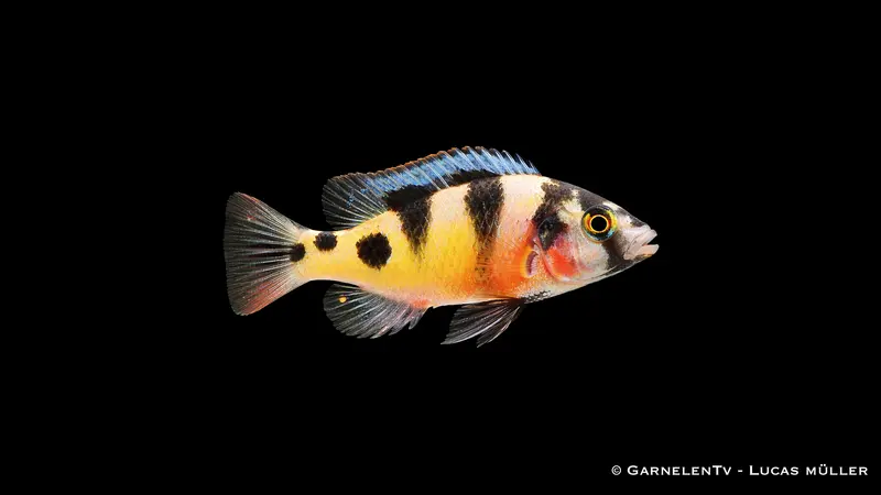 Zebra Viktoriabuntbarsch - Haplochromis zebra obliquidens