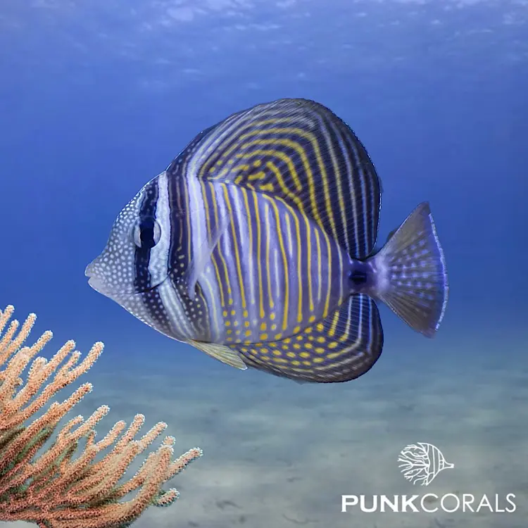 Zebrasoma desjardinii Indischer Segelflossen-Doktorfisch