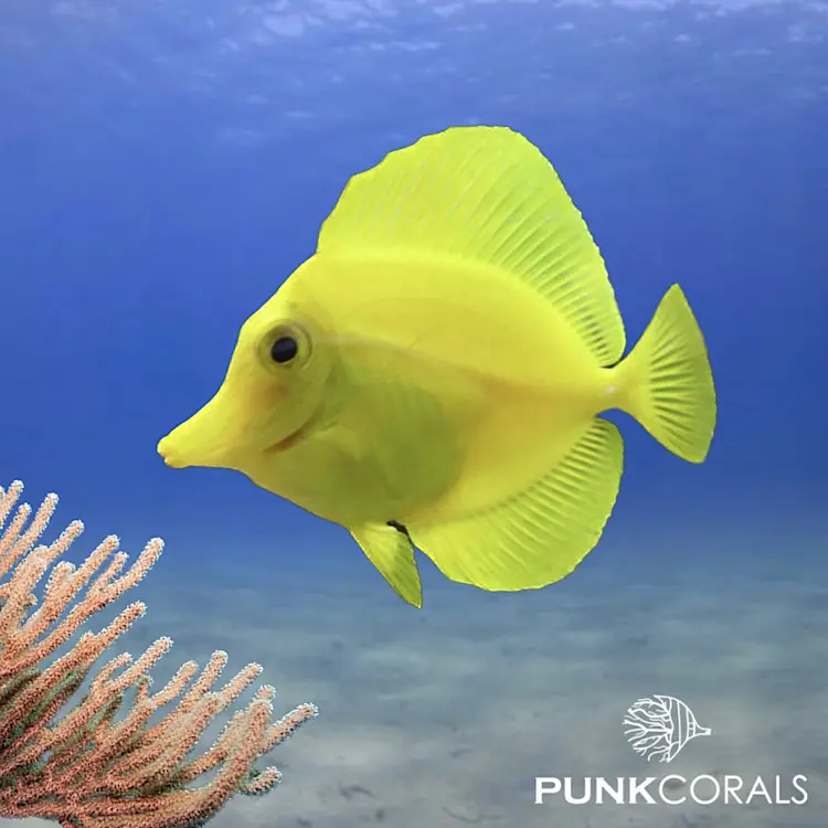 Zebrasoma flavescens Gelber Segelflossen-Doktorfisch – NZ