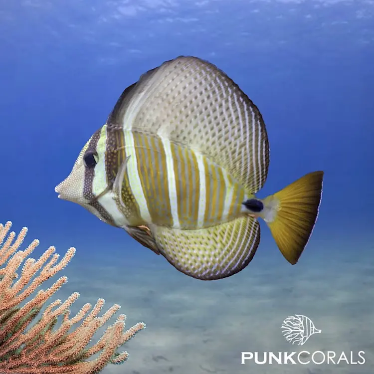 Zebrasoma velifer Pazifischer Segelflossen-Doktorfisch