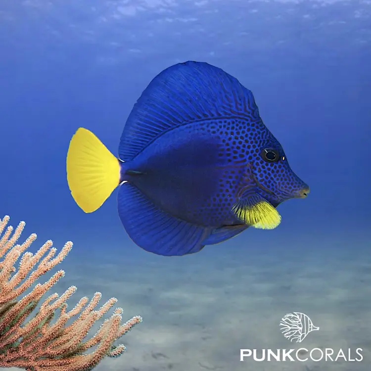 Zebrasoma xanthurum Rotmeer-Doktorfisch