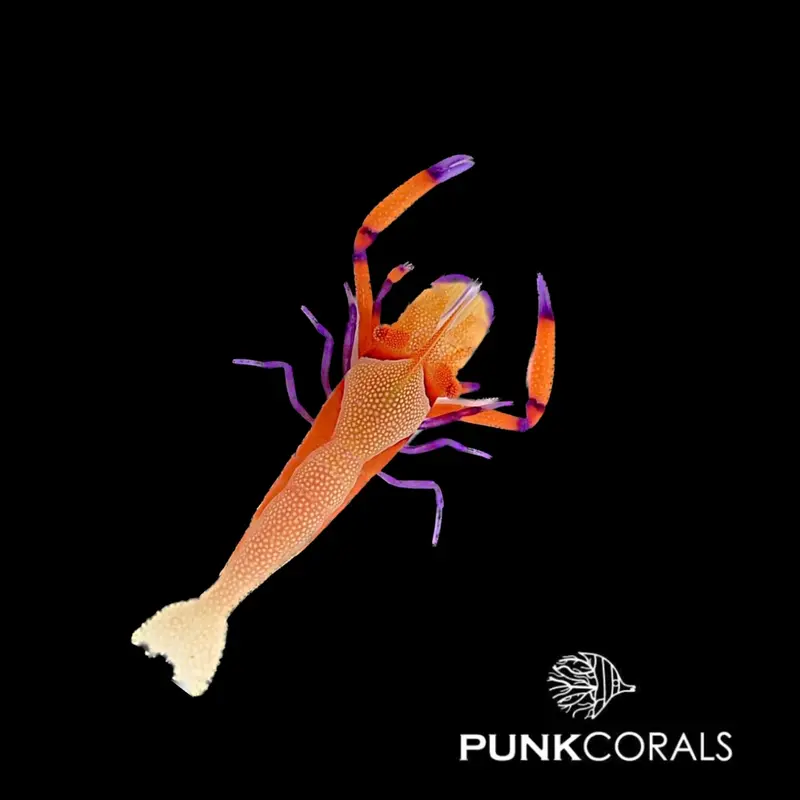 Zenopontonia rex Imperatorgarnele