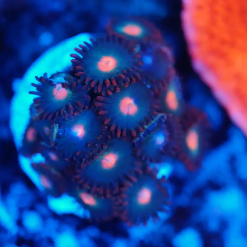 Zoanthus cats eye