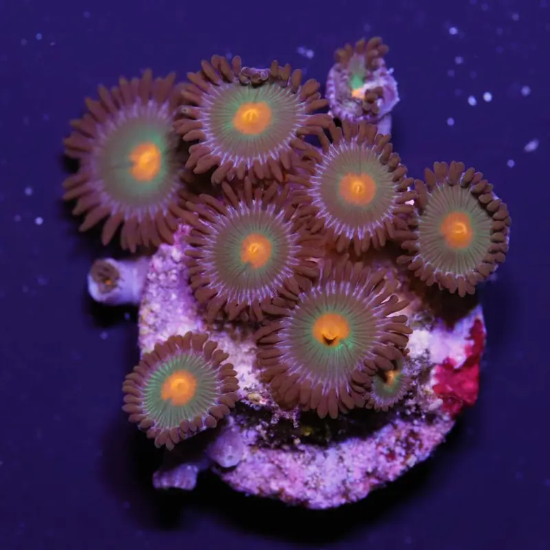 Zoanthus „Gorilla Nipple“