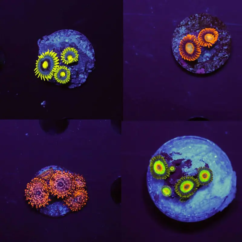 Zoanthus Krustenanemonen Mystery Spar-Paket (4 Arten)