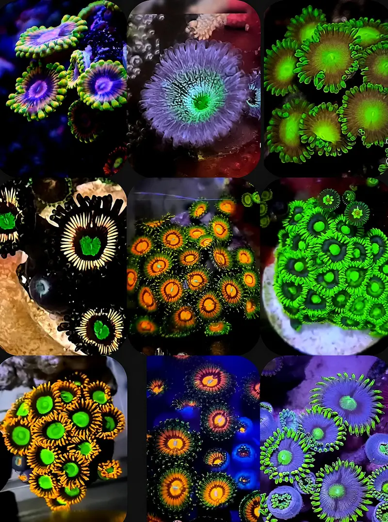 Zoanthus/Krustenanemonen - Überraschungspaket 10 Stück