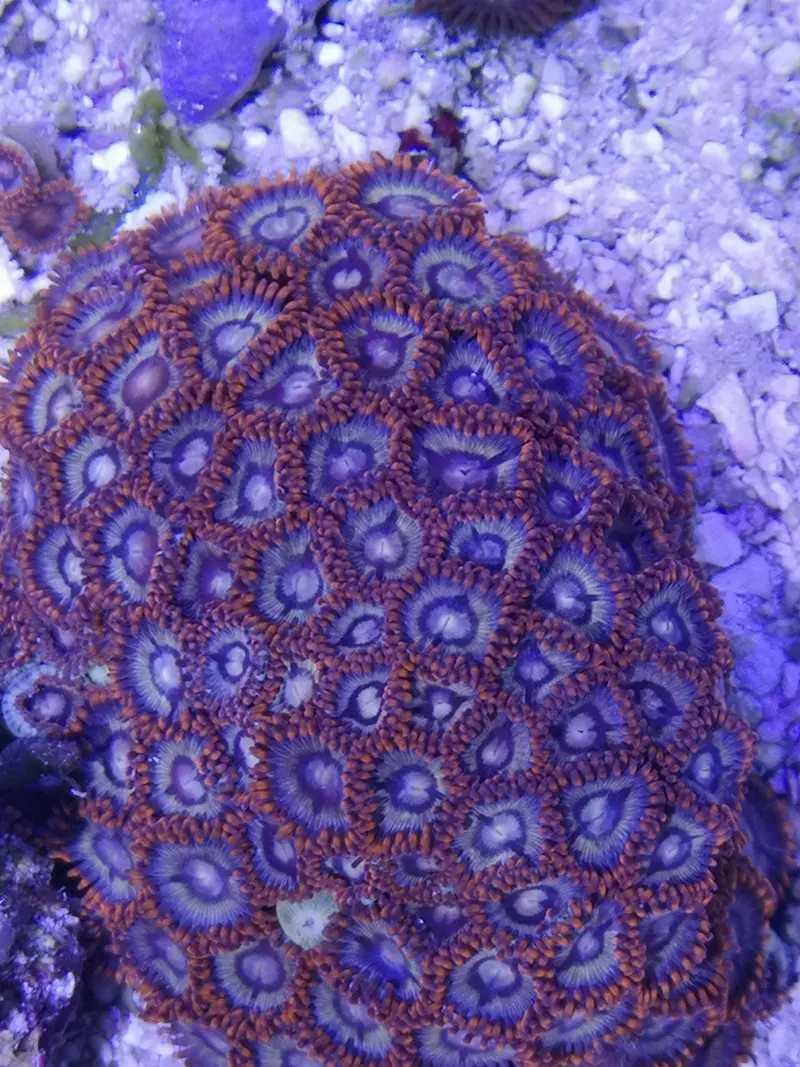 Zoanthus sp - Zoanthus "fire and ice"