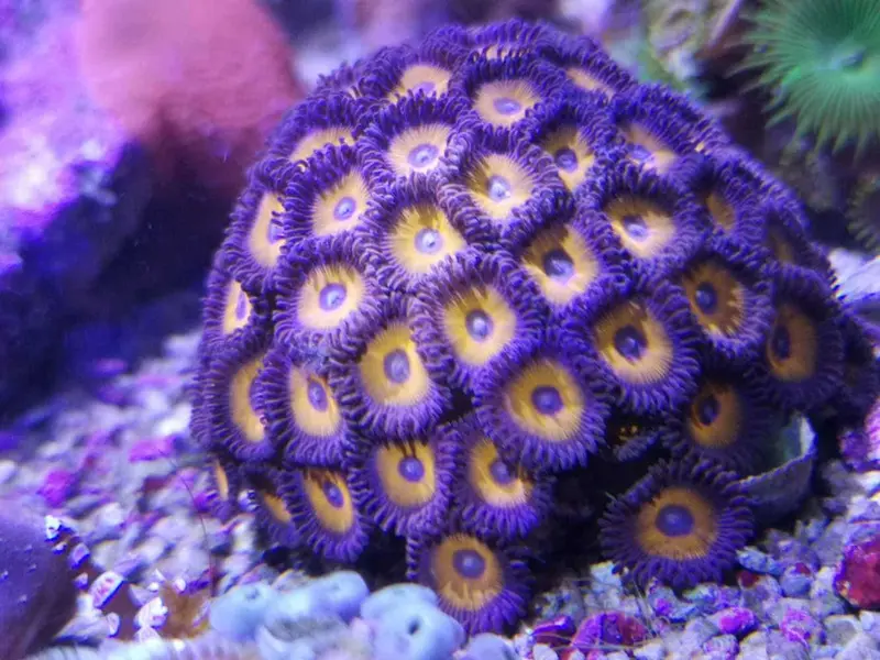 Zoanthus sp – Zoanthus "Johnny Pumpkin"
