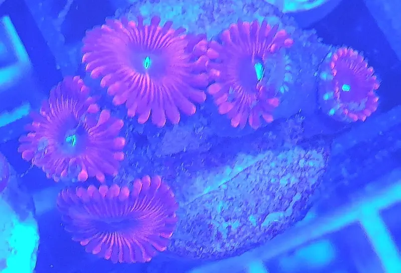 Zoanthus sp – Zoanthus "Red People Eater"