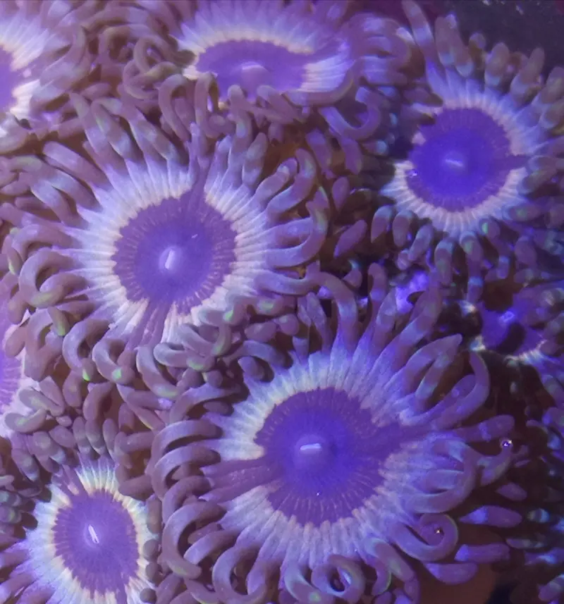 Zoanthus sp – Zoanthus "Sonic Flare"