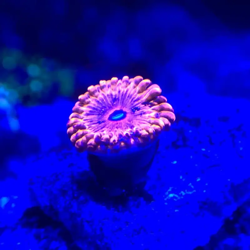 Zoanthus sp - Zoanthus "Utter Chaos"