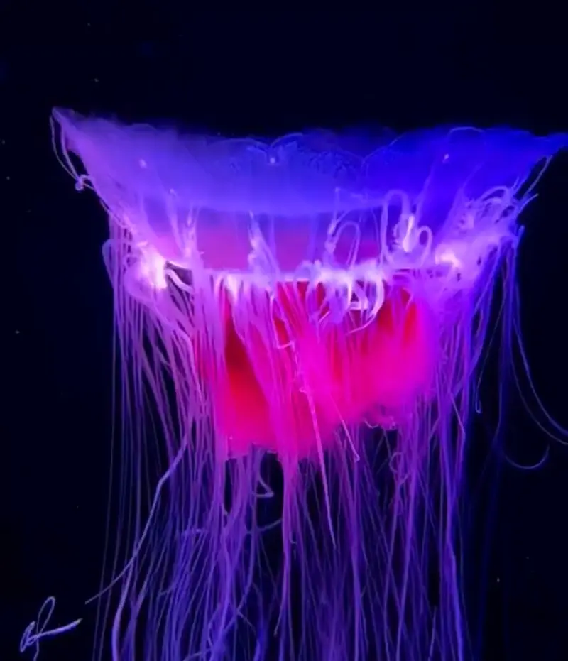 Zwergfeuerqualle (Cyanea versicolor)