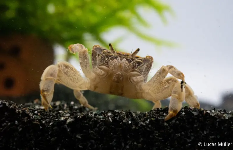 Zwergghost Unterwasserkrabbe - Potamocypoda pugil